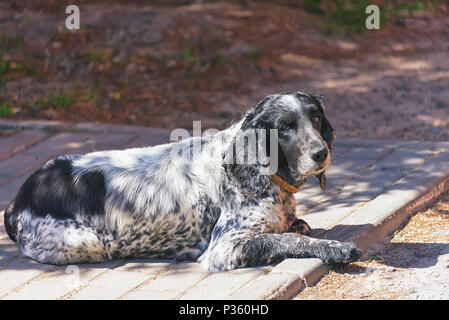 Shaggy spaniel Warten auf die Besitzer auf der Straße, im Sommer Sonne, ein verlorenes Tier Stockfoto