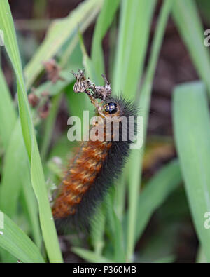 Die salzwiesen Caterpillar, ist sehr variabel in der Farbe von Hellgelb bis dunkel-braun-schwarz und wird oft als eine woollybear Caterpillar Stockfoto