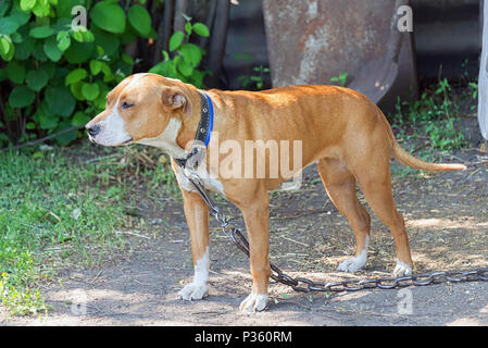 Lonely Pitbull wartet, bis der Besitzer auf der Straße, im Sommer Sonne, ein verlorenes Tier Stockfoto