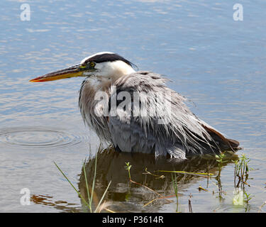 Sogar ein Great Blue Heron benötigt manchmal Abkühlen, wie dieser zeigt einen Dunk in einem Teich Stockfoto