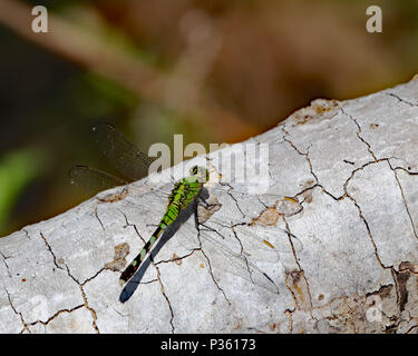 Osteuropa (Pondhawk Erythemis simplicicollis) Junge männliche oder weibliche sind beide in der Farbe grün Stockfoto