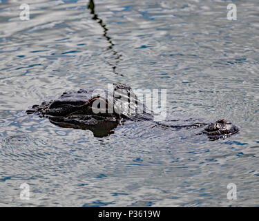 American alligator eingetaucht in See Wasser, Florida Stockfoto