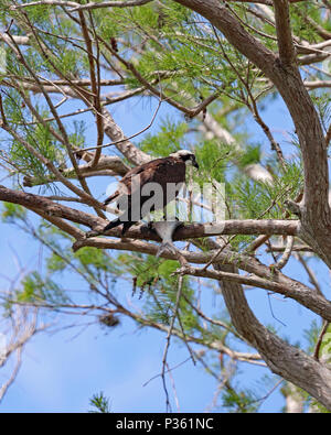 Osprey in Pine Tree mit frisch gefangenen Fisch, Florida Stockfoto