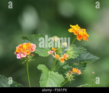 Ziemlich orange, gelb und pink Lantana Blütentrauben Stockfoto