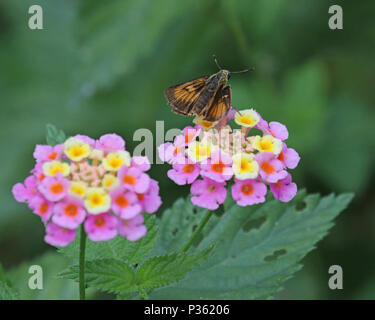 Orange und braune Motte auf bunten Lantana Blüten Stockfoto