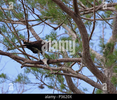 Eine aggressive Western Osprey Bewachung ein Fisch von der Stange in einer Kiefer an einem See Stockfoto