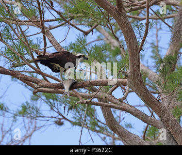 Die westlichen Fischadler (Pandion haliaetus) haben gerade eine große Fische Barsche in einem Kiefer Baum zu essen. Stockfoto