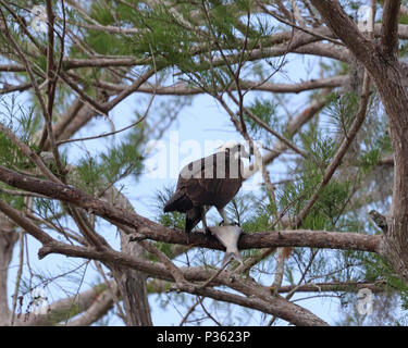 Western Fischadler (Pandion haliaetus) in Pine Tree thront mit frisch gefangenen Fisch Stockfoto