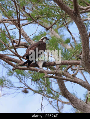 Die westlichen Osprey ist ein Fisch-essen Raptor oft in den Bäumen entlang von Seen und Flüssen gesehen mit der frische Fang. Stockfoto