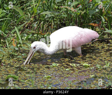 Juvenile Rosalöffler waten für Essen in Florida Marsh Stockfoto