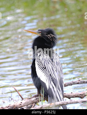 Stolz erwachsenen männlichen Anhinga vogel zeigen, es ist ziemlich Zucht Gefieder Stockfoto