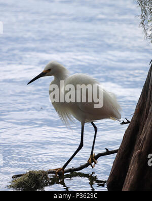 Snowy Egret Balancieren auf einem Zweig an einem See in Florida Stockfoto