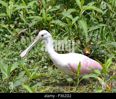 Juvenile Rosalöffler (Platalea ajaja) in Florida Marsh Stockfoto