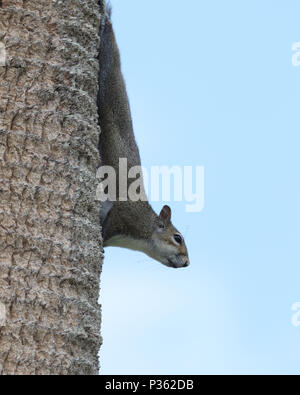 Östlichen grauen Eichhörnchen auf Palm Tree mit Kopf verlängert Stockfoto