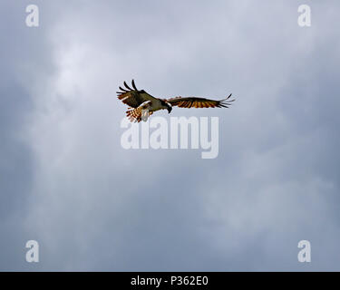 Die westlichen Fischadler (Pandion haliaetus) ist recht die Räuber aus dem Himmel swooping Fische aus dem Wasser zu holen. Stockfoto