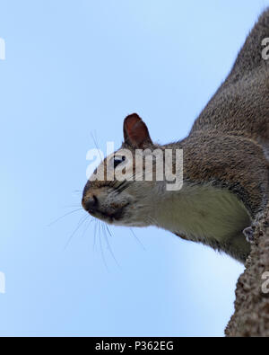 Die östliche graue Eichhörnchen ist ein alltäglicher Anblick klettern auf die Palmen in Florida Stockfoto