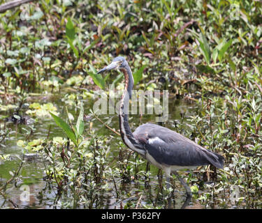 Dreifarbige Heron (Egretta tricolor) in Florida Sümpfe Stockfoto