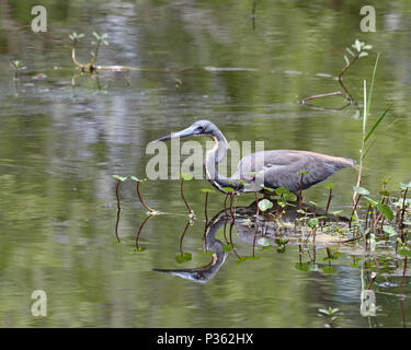 Dreifarbige Heron mit Reflexion in Florida Marsh Stockfoto
