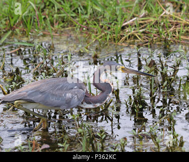 Die dreifarbige Heron (Egretta tricolor) verwendet die Louisiana Heron aufgerufen werden Stockfoto