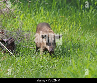 Es sind keine freien, reinen Eurasische Wildschwein in Florida, nur wilde heimischen Schweine und Hybriden, die im Laufe der Zeit ziemlich lästig geworden sind. Stockfoto