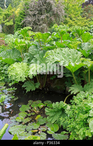 Gunnera manicata oder Chilenischen Rhabarber in Sheffield Botanischen Gärten, Sheffield, England, UK. Stockfoto
