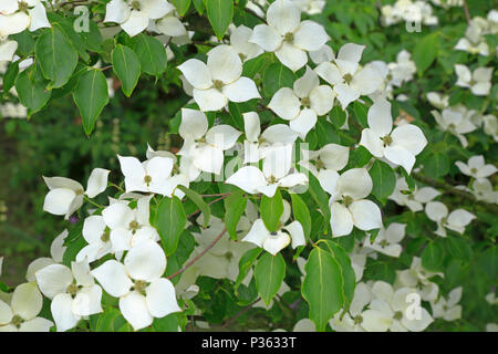 Hartriegel, Cornus kousa "China Girl" Blütezeit im Botanischen Garten von Sheffield, Sheffield, England, UK. Stockfoto