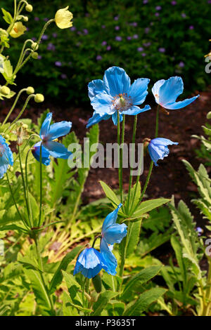 Himalayan poppy, Meconopsis fruchtbaren Blaue Gruppe 'Lingholm' Blütezeit im Botanischen Garten von Sheffield, Sheffield, England, UK. Stockfoto