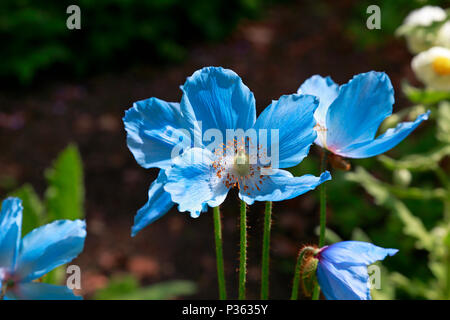 Himalayan poppy, Meconopsis fruchtbaren Blaue Gruppe 'Lingholm' Blütezeit im Botanischen Garten von Sheffield, Sheffield, England, UK. Stockfoto