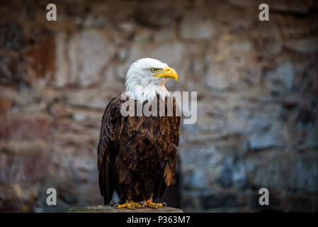 Schöne Weißkopfseeadler (lat. haliaeetus leucocephalus) - schöne Tierwelt Stockfoto