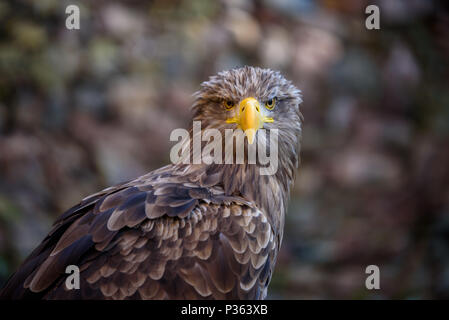Portrait von Braun Adler - wunderschöne Tierwelt Stockfoto