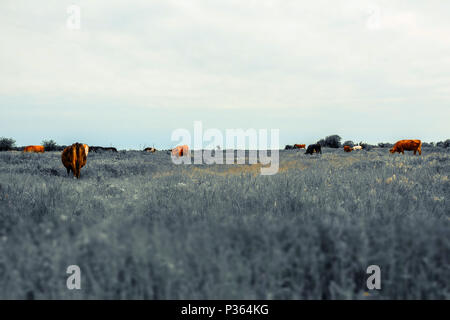 Gruppe der Kühe auf einer Wiese, Tilt Shift moody Effekt Foto Stockfoto