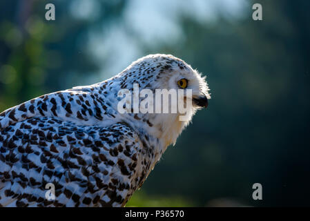 Uhu (Bubo bubo) sitzen auf dem Baumstumpf, Nahaufnahme, Wildlife photo Stockfoto