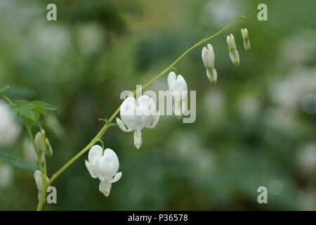 Lamprocapnos Spectabilis 'Alba' Stockfoto