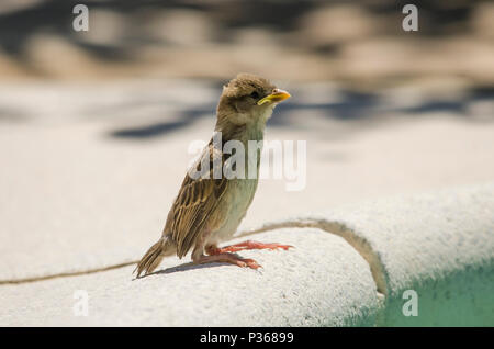Juvenile Haussperling sitzt neben der Grenze von einem Pool. Spanien. Stockfoto