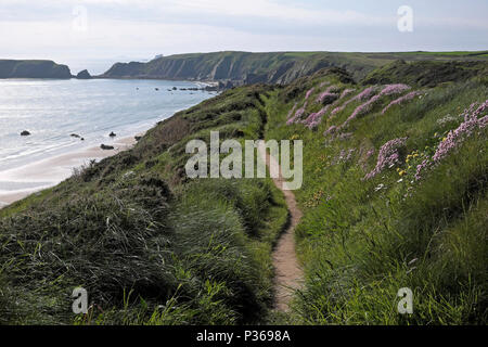 Rosa Sparsamkeit Wildblumen entlang der Pembrokeshire Coast Path in der Nähe von Marloes Sands Beach wächst im Frühling in West Wales UK KATHY DEWITT Stockfoto