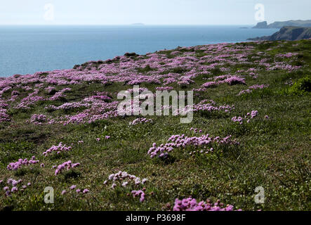 Rosa Sparsamkeit wilde Blumen wachsen entlang der Pembrokeshire Coast Path und Blick auf das Meer von den Klippen von Marloes Sands im Frühjahr West Wales UK KATHY DEWITT Stockfoto