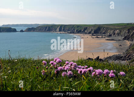 Rosa Sparsamkeit Wildblumen entlang der Pembrokeshire Coast Path in der Nähe von Marloes Sands Beach wächst im Frühling in West Wales UK KATHY DEWITT Stockfoto