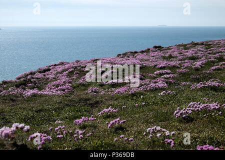 Rosa Sparsamkeit Wildblumen wachsen entlang der Pembrokeshire Coast Path und Blick auf das Meer von den Klippen von Marloes Sands im Frühjahr West Wales UK KATHY DEWITT Stockfoto