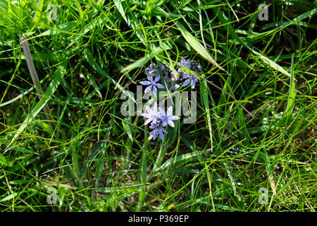 Lila Feder blausterne wilde Blumen wachsen in der grasbewachsenen Rand von einem Straßenrand in Pembrokeshire durch Pembrokeshire Coast Path in West Wales UK KATHY DEWITT Stockfoto