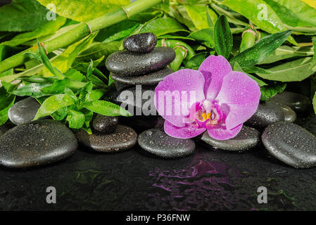 Spa-Konzept mit schwarzem Basalt massage Stones, Pink Orchid Flower und üppig grüne Laub mit Wassertropfen auf einem schwarzen Hintergrund, mit copy-spac Stockfoto