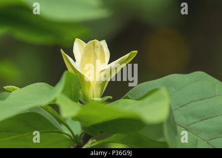 Schöne gelbe Blüte Baum, Magnolia Elizabeth, Blumen im Garten. Selektive konzentrieren. Platz kopieren, Nahaufnahme, getönten und Verarbeitung Foto Stockfoto