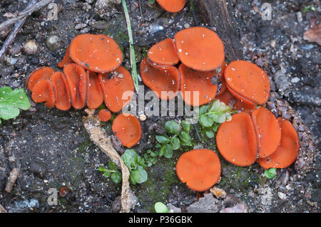 Scutellinia SP. Pilz, Nahaufnahme erschossen, lokalen Fokus Stockfoto