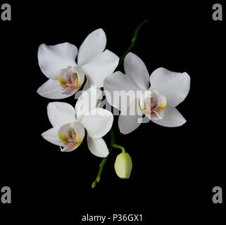 Weiße Orchidee Phalaenopsis Blume close-up auf einem schwarzen Hintergrund isoliert Stockfoto