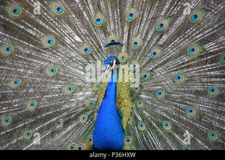 Pfau Stockfoto