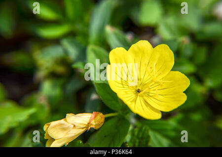 Oenothera biennis common Evening-primrose Blume im Sommer Blumenbeet Stockfoto