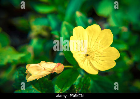 Oenothera biennis common Evening-primrose Blume im Sommer Blumenbeet Stockfoto