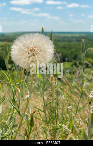 Riesige weiße Löwenzahn im Feld. Stockfoto