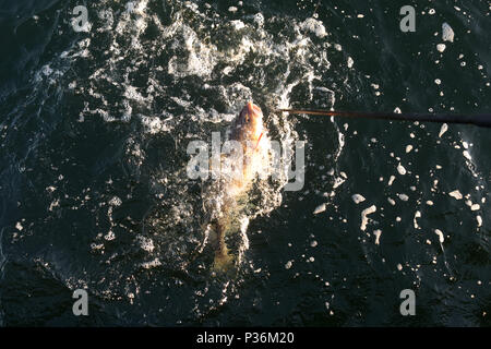 Wismar, Deutschland, ein Cod hat in Tiefen gebissen - Angeln im Meer Stockfoto