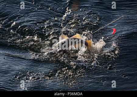 Wismar, Deutschland, ein Cod hat in Tiefen gebissen - Angeln im Meer Stockfoto