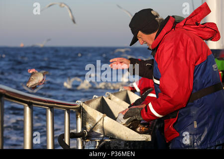 Wismar, Deutschland, Deep-sea Angler wirft ein Dorsch in der Ostsee Stockfoto